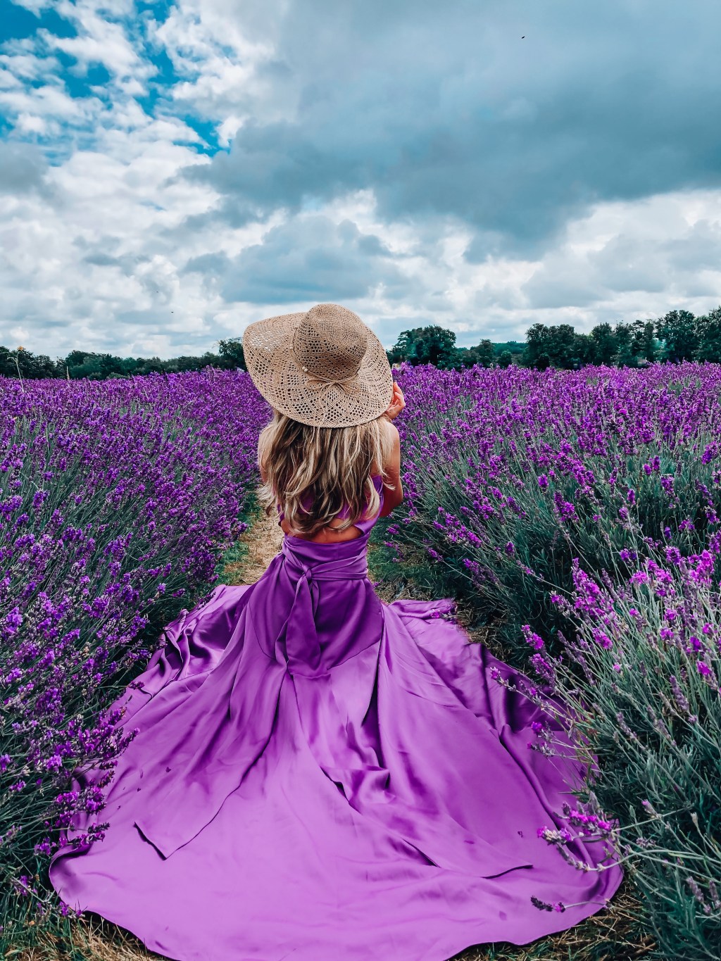 UK Lavender fields